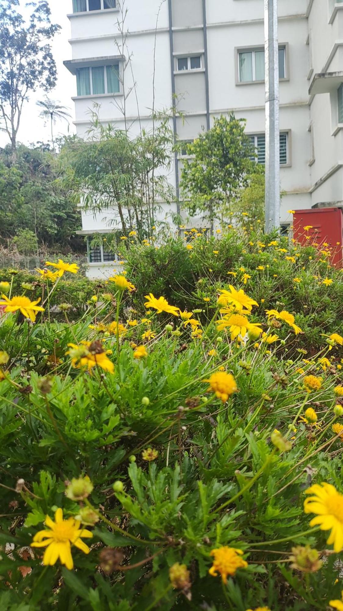 A One Holiday Apartment-Quintet Cameron Highlands Buitenkant foto